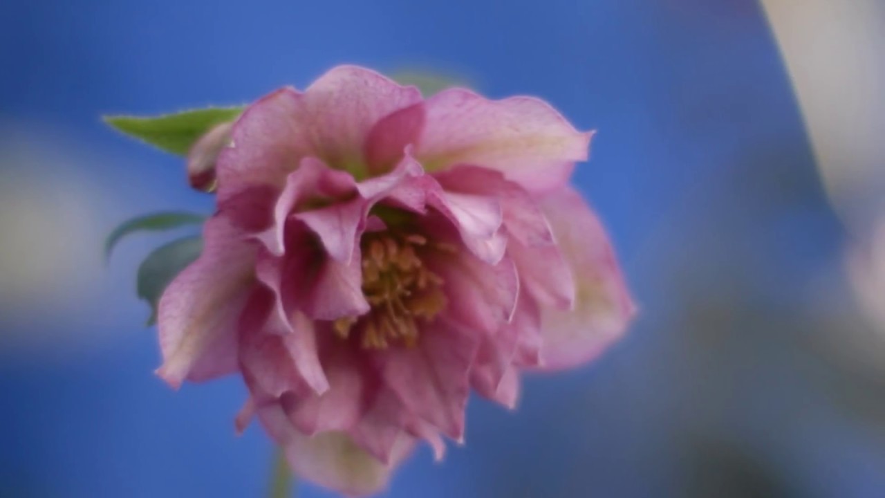 Sample Shots Zeiss Planar T 50mm F1 4 Zf Zf2 By Cosina With Nikon D0 D90 Youtube