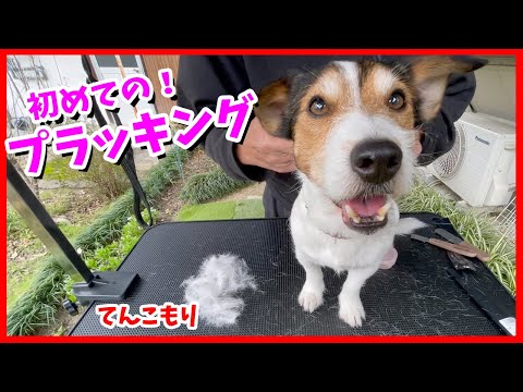 初めてお家でプラッキングをしたら、思った以上にスッキリしたジャックラッセルテリア