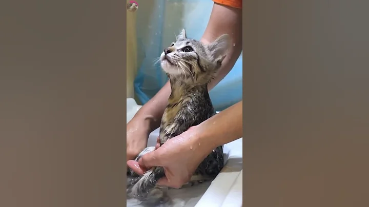 Watch the video about Kitten who meowing unique voice and fussing her first bath #shorts