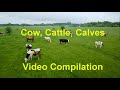 Cows cattle calves in a meadow green grassland cattle ranch 4k