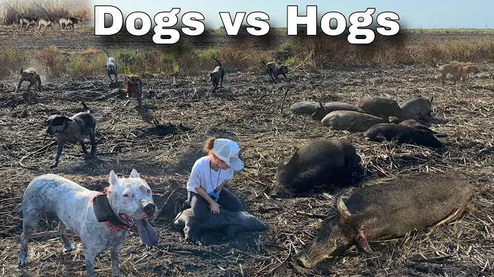 Hogs took over Sugar Cane Field in Florida! Hired to Remove them Is it safe to eat feral swine meat?