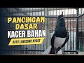 🔴 KACER GACOR NGEPLONG TARUNG !! PANCINGAN KACER PALING AMPUH BUAT MENAIKAN EMOSI KACER AUTO RESPON