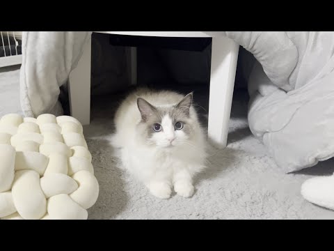 こたつで1日中ラグドール猫とゴロゴロしてたら幸せすぎました。