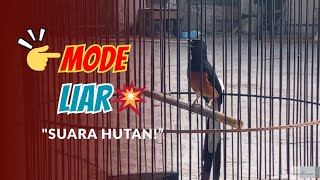 “Murai GACOR LIAR!! Suara Hutan Asli Bikin Burung Auto Nafsu Tempur”