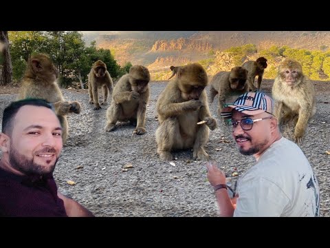 زيارة إلى القرود التي تسكن غابة كوروكو وبقائها رغم القحط والجفاف وهم سبب للجذب الزوار للمنتزه