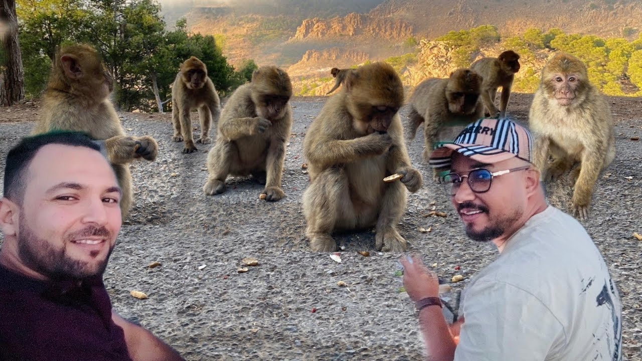 ✅️زيارة إلى القرود🐒،التي تسكن غابة كوروكو وبقائها رغم القحط والجفاف🌲وهم سبب للجذب الزوار للمنتزه