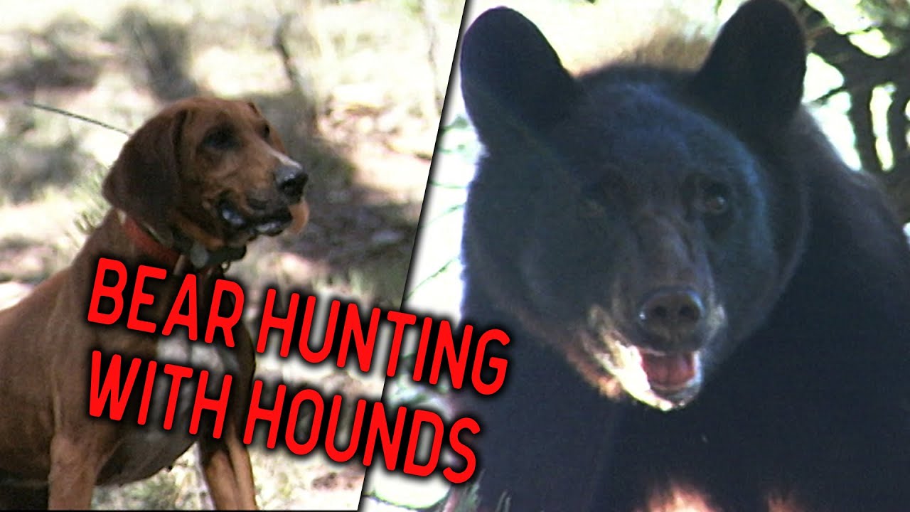 How to Hunt Black Bears with Dogs YouTube