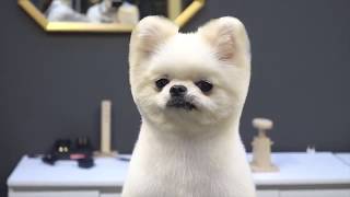 GROOMING POMERANIAN SPITZ - 2019