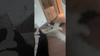 Bella Receiving Belly Rubs