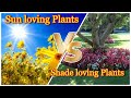 Difference between sun loving and shade loving plantschoosing the right plants for your garden