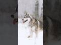 Witness the Spirit of Alaskan Sled Dogs in Action!