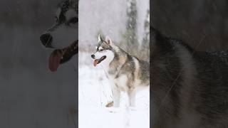 HUSKIES &amp; MALAMUTES: PURE ALASKAN ENERGY ❄️ #shorts