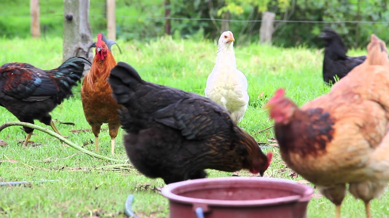 Finca Dedicada A La Cría De Animales Animales de finca - YouTube