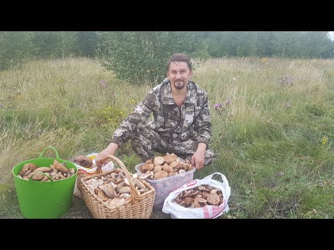 Тихая охота собираем Грибы Подберезовики в лесу Самарская область