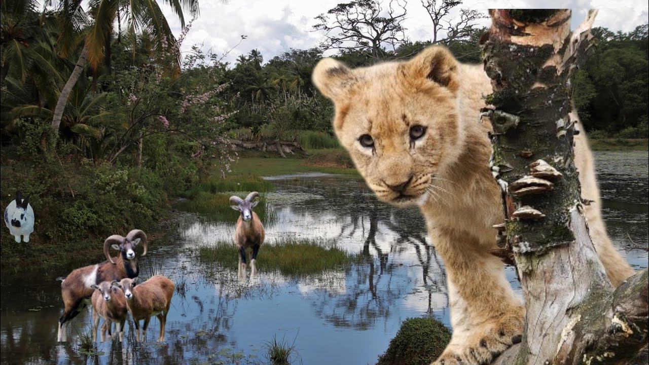 Discovery Animal Video 4K Ultra HD Relaxing Music Sounds