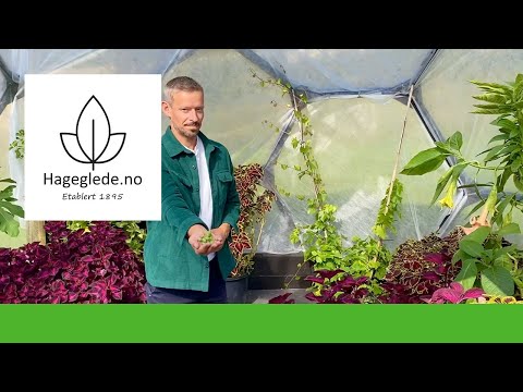 Video: Vekst av drivhusfrukttre – kan du dyrke trær i et drivhus