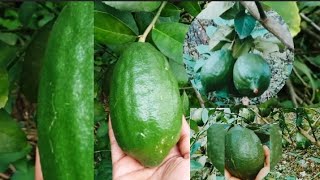 😱এতো বড়ো😳বড়ো😍লেবু হয়েছে🍋বাড়ির গাছে🥳 #wow #viral #lemon #লেবু #tree #subscribe #trending #nature by 🏕আমার গ্রামের সৌন্দর্য🥰 54 views 1 month ago 2 minutes, 56 seconds