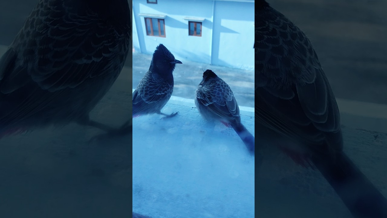 winter ❄️☃️ Birds