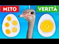Quiz sui fatti: 36 verità... O miti?