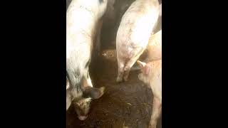 Food war@LunchTimeYT