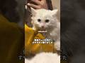 屋根の上で震えていた子猫が『うちの子』になった #保護猫 #子猫 #野良猫 #猫癒し #猫のいる生活