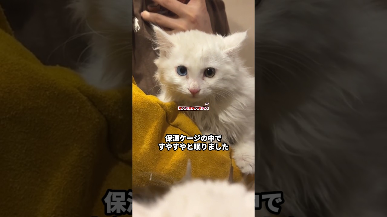 屋根の上で震えていた子猫が『うちの子』になった #保護猫 #子猫 #野良猫 #猫癒し #猫のいる生活