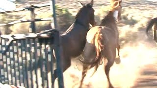 Выпуск лошадей в дикую природу