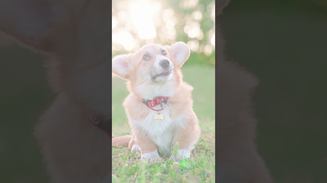 Dog Cancer Diet