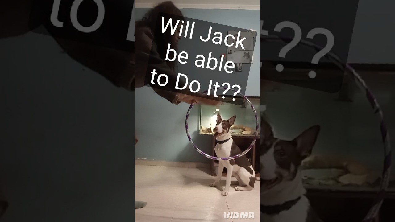 Will Jack be able to jump through the hoop?? #dogtraining #puppyvideos #dogshorts #puppyshort