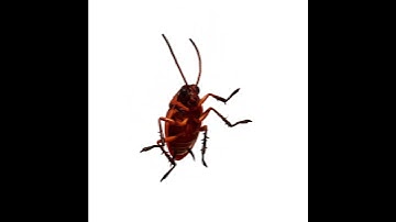 dancing cockroach 🪳