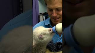 Dr Chris Bathing A Lamb Is The Most Wholesome Thing You'll See Today ❤ | #bondivet #shorts #lamb