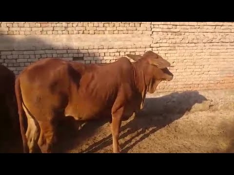 poure-sahiwal-hiefers-for-sale-age-2-years