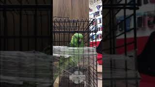 Kendisini Sevmeye Gelen Müşteriyi Isırınca 2 Gün Kafes Hapsine Çarptırıldı