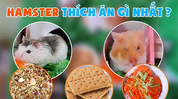 Tổng Hợp Những Video Đáng Yêu Nhất Của Hamster