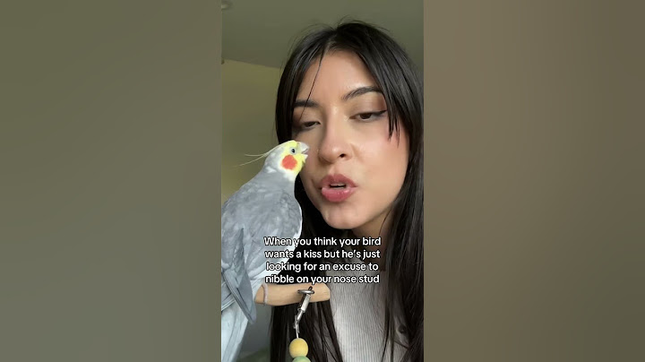 Yums is such a trickster sometimes #cockatiel #parrot #bird