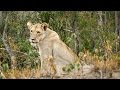 Lion Cubs in the Wild