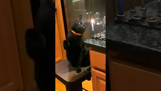 funny cats 😂 episode 260 #shorts