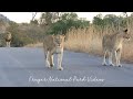 Lion Walking on the Road - Wildlife Videos Kruger National Park.