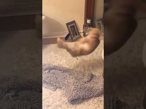 Rabbit Kick On Toilet Paper #short #shorts #rabbit #bunny #animal #animals #pets #pet #cute #baby
