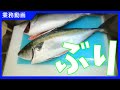 向こうが透けて見える骨！歩留り最高さばき方！ぶり！How to fillet Yellowtail(Buri)