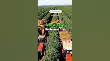 Fumigasi Ekspor Itu Kemana Sih?