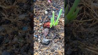 Red onions looking the nature shorts viral gardening