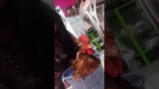 Como preparar uma galinha 🐔 por roseane