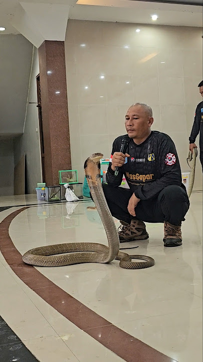 If you meet a snake, don't panic, don't move too much #education #snake #snake #shorts #shortvideo