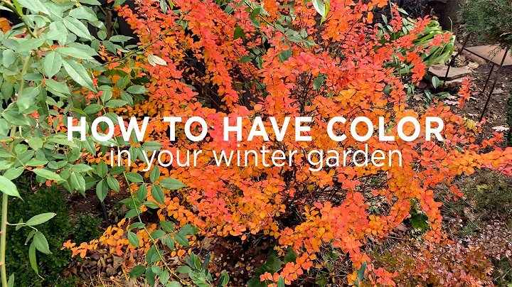 Garden Tour: How To Add Color To Your Winter Garde...