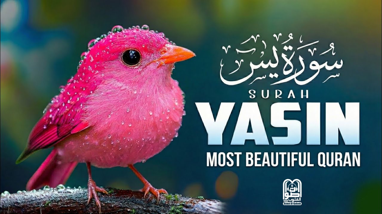 Surah Yaseen سورة يس | Peaceful Quran Recitation | Relaxing & Emotional Tilawat | Aswat Al-Quloob