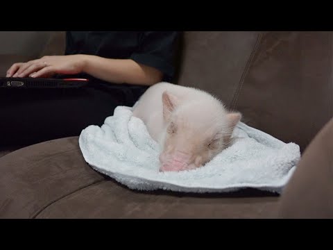 寝てるミニブタの隣で屁をこいたらこうなったｗ【61日目】