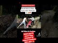 Buda Budi ko Maya (Vlog) Crossfire Lady Rider (Off-road) #shorts #ytshorts #goviral #subscribe