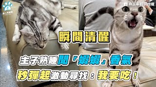 【主子熟睡聞「蝦蝦」香氣秒彈起激動尋找：我要吃！】｜網友 ... 