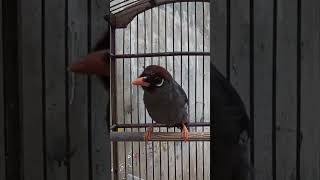 nyanyian burung poksay Mandarin gacor